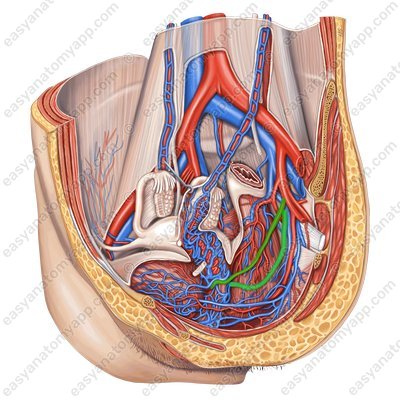 Uterine veins (vv. uterinae) – with the arteries of the same name
